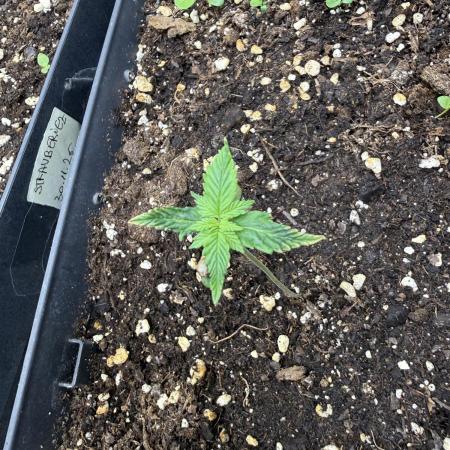 Pineapple Expresses Auto