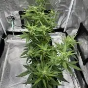 Pineapple Expresses Auto