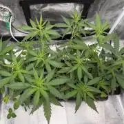 Pineapple Expresses Auto