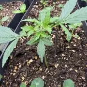 Pineapple Expresses Auto