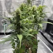 Pineapple Expresses Auto