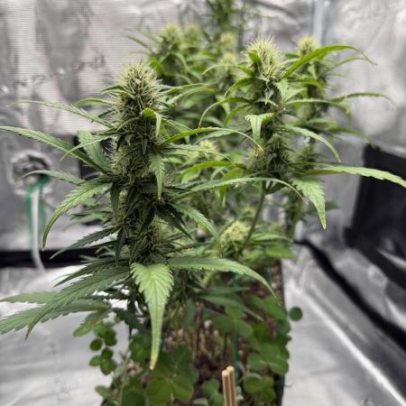 Pineapple Expresses Auto