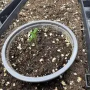 Pineapple Expresses Auto