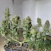 Pineapple Expresses Auto
