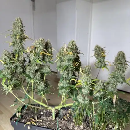 Pineapple Expresses Auto