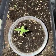 Pineapple Expresses Auto