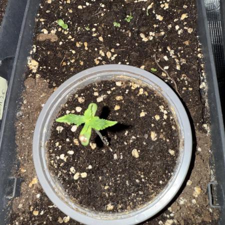 Pineapple Expresses Auto