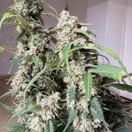 Blue Dream Auto