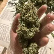 Ztrawberriez Auto