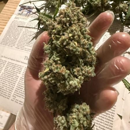 Ztrawberriez Auto