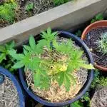 Zkittalicious - Exotic Seed