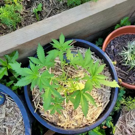 Zkittalicious - Exotic Seed