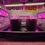 Kannabia Amnesia dream XL auto