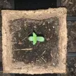 Auto jack herer