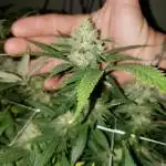 first grow (Durban poison)