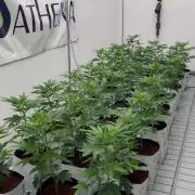 Zuncle #11 clones with Athena Pro Line