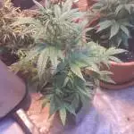 Blu Cheese RQS by ViparSpectra