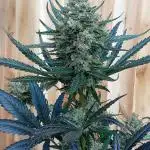 Geneseeds_nemeseeds black hell fem