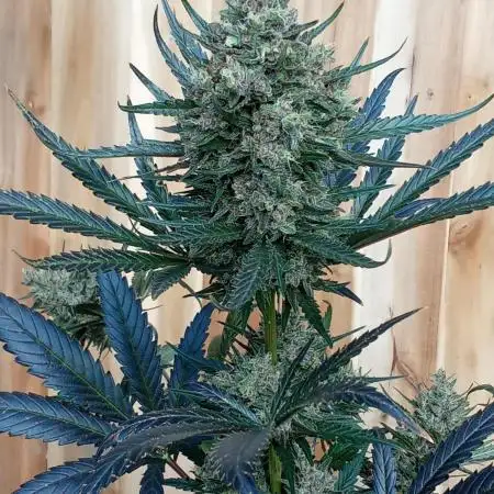 Geneseeds_nemeseeds black hell fem