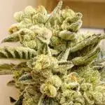 Art genetix TRUFFLE X ACDS limited édit