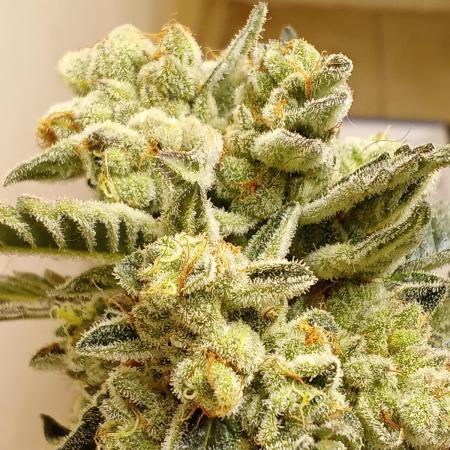 Art genetix TRUFFLE X ACDS limited édit