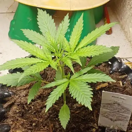 Geneseeds_nemseeds black hell fem