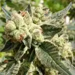 Art genetix TRUFFLE X ACDS limited édit