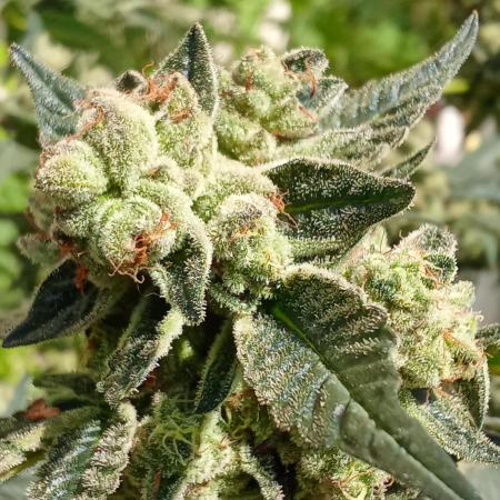 Art genetix TRUFFLE X ACDS limited édit