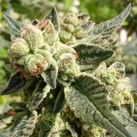 Art genetix TRUFFLE X ACDS limited édit