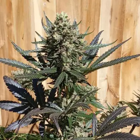 Geneseeds_nemeseeds black hell fem
