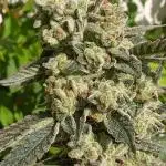 Art genetix TRUFFLE X ACDS limited édit