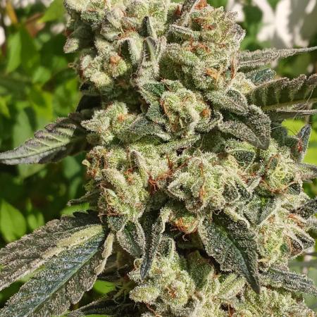 Art genetix TRUFFLE X ACDS limited édit