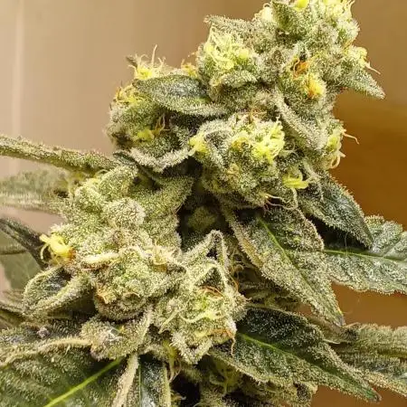 Art genetix TRUFFLE X ACDS limited édit