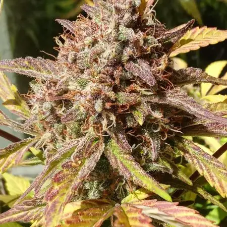 Tester FBA 2503 X ZoobZoob_farmZ