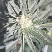 Sacred Terps _Chimera#3 X Bio Tabs