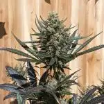 Geneseeds_nemeseeds black hell fem