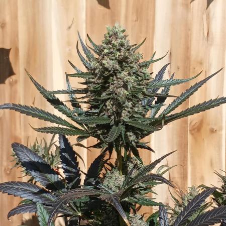 Geneseeds_nemeseeds black hell fem