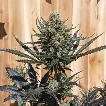 Geneseeds_nemeseeds black hell fem