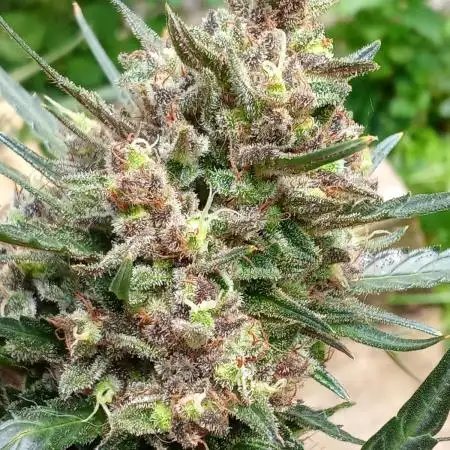 Geneseeds_nemeseeds black hell fem