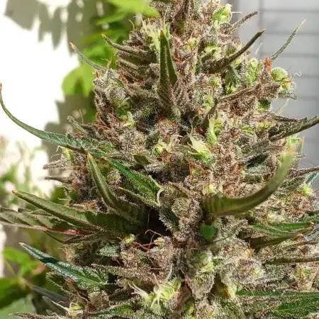 Geneseeds_nemeseeds black hell fem