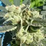 Art genetix TRUFFLE X ACDS limited édit