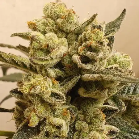 Art genetix TRUFFLE X ACDS limited édit
