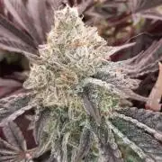 The High Chaméléon//marshydro//bisousthc