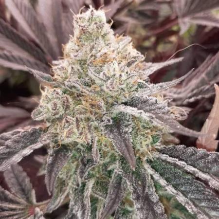 The High Chaméléon//marshydro//bisousthc