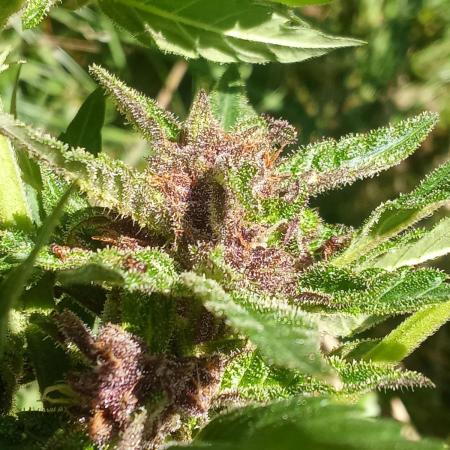 Sweet seeds guérilla outdoor 2025 😈