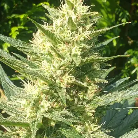 Geneseeds_nemeseeds black hell fem