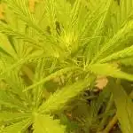 Geneseeds_nemseeds black hell fem