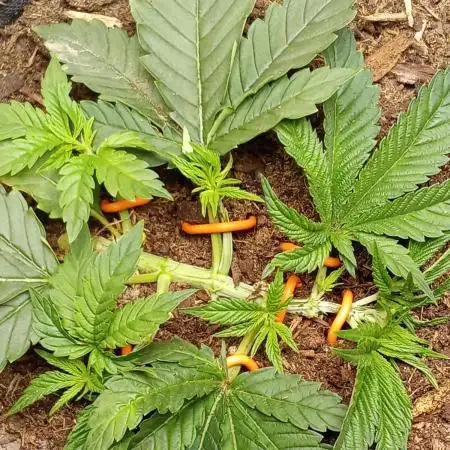 Art genetix TRUFFLE X ACDS