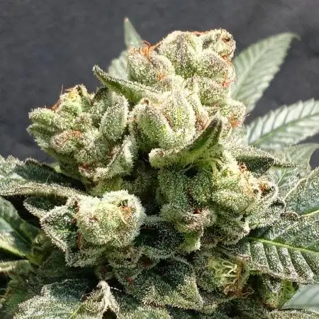 Art genetix TRUFFLE X ACDS limited édit