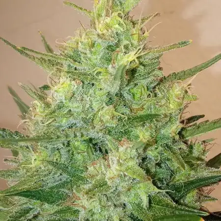 Geneseeds_nemeseeds black hell fem